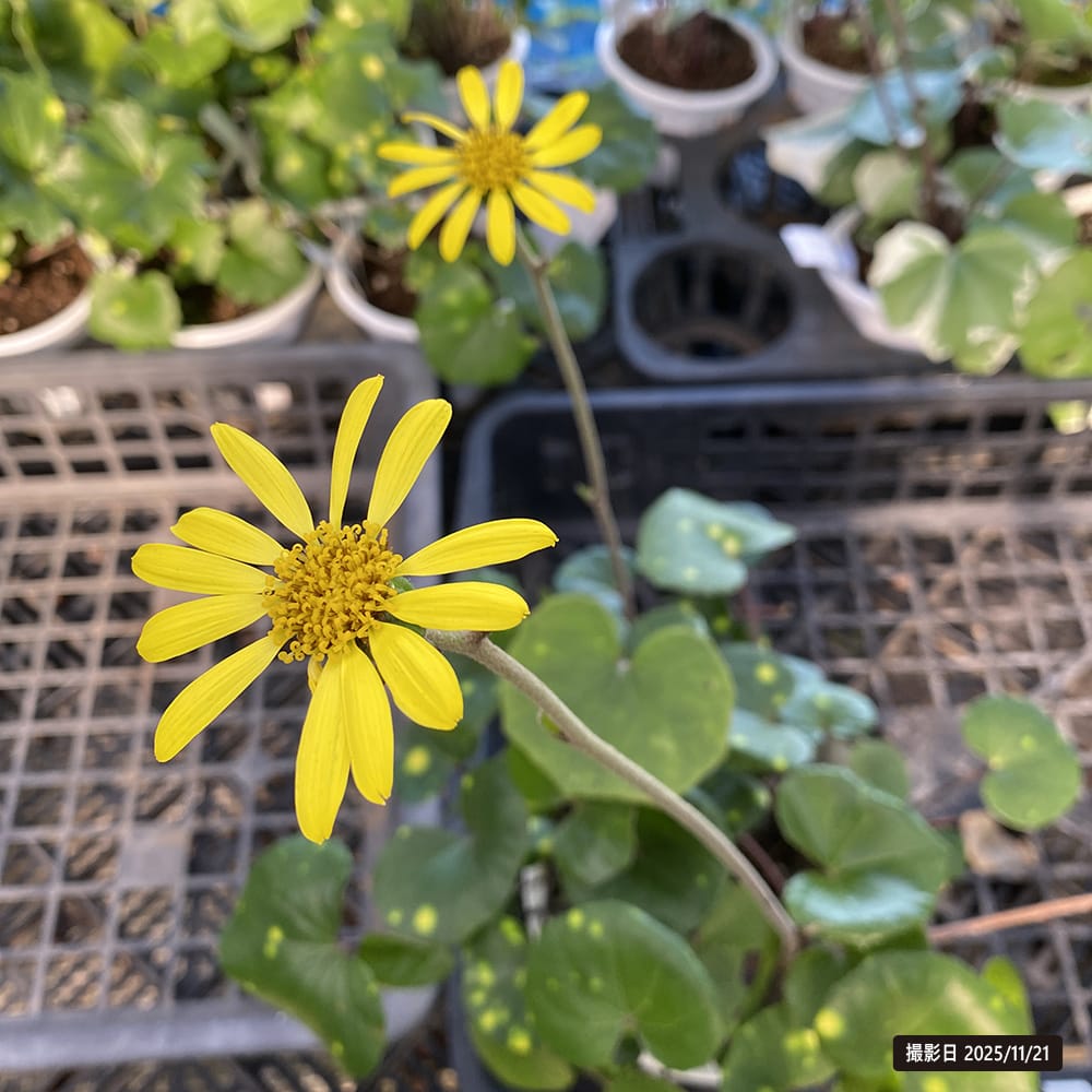 ツワブキ 5号鉢植え 爆買いweek : 苗木部 花ひろばオンライン - 通販