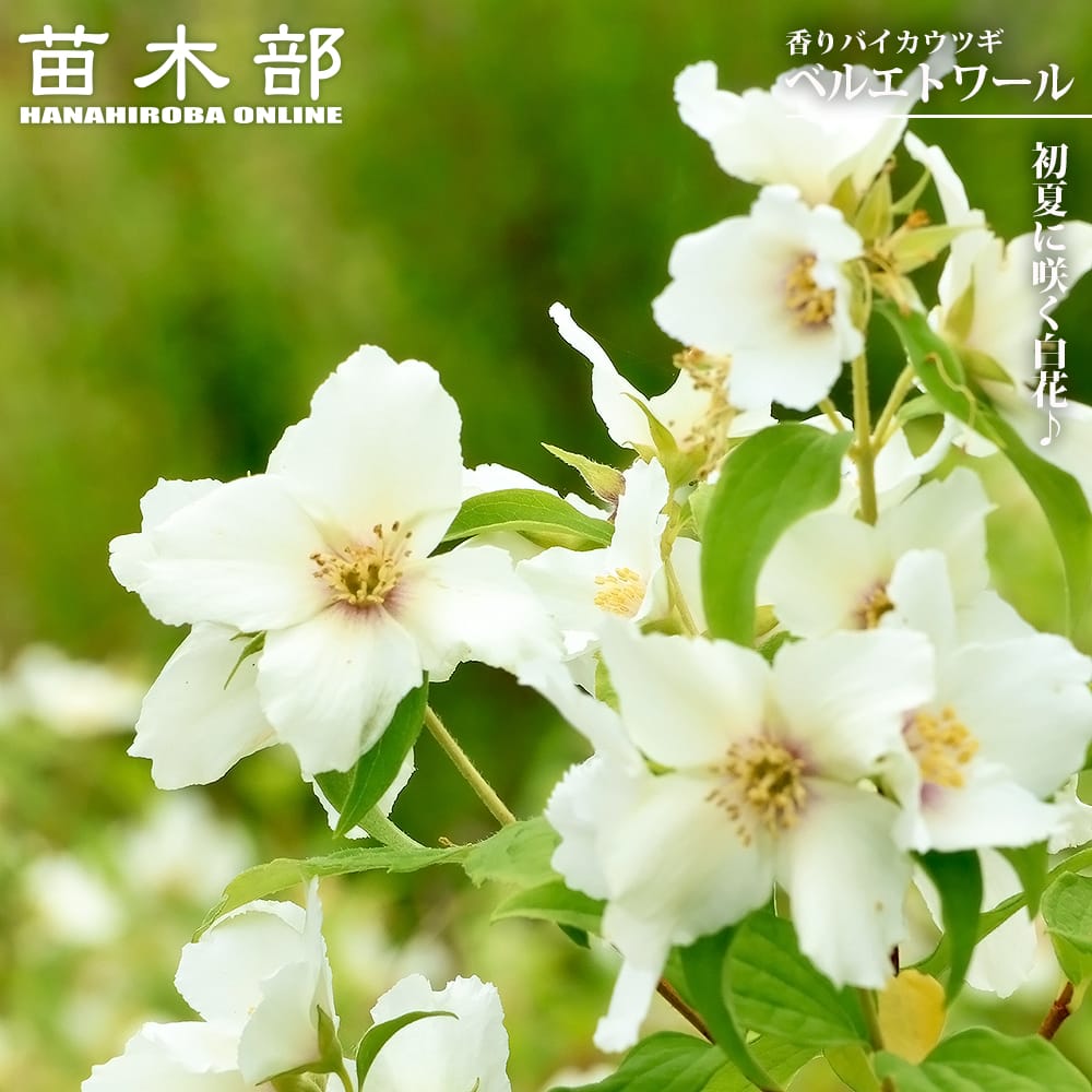 香りバイカウツギ ベルエトワール 5号鉢植え : 苗木部 花ひろば