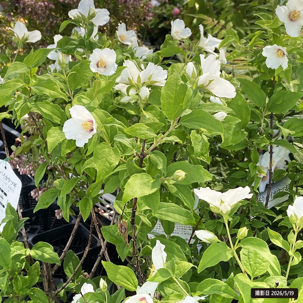 香りバイカウツギ ベルエトワール 5号鉢植え : 苗木部 花ひろば