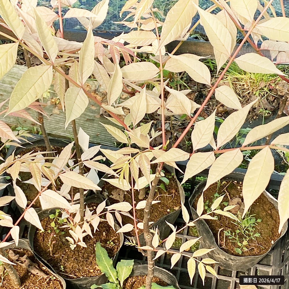 チャンチン フラミンゴ 4号ポット苗 挿し木 : 苗木部 花ひろば
