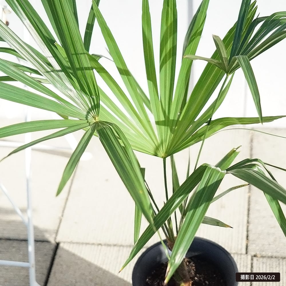 ヤシの木 トウシュロ 6号鉢植え : 苗木部 花ひろばオンライン - 通販