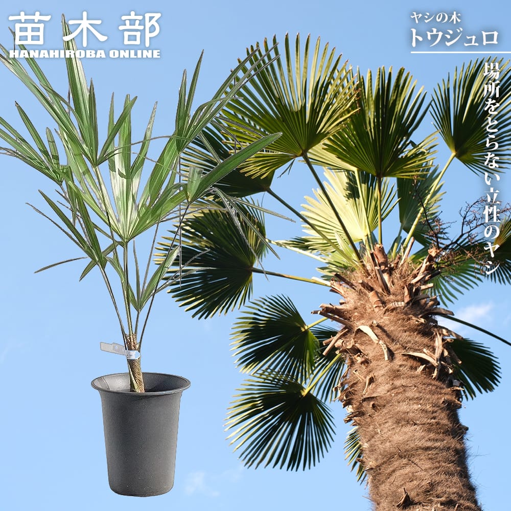 ヤシの木 トウシュロ 6号鉢植え : 苗木部 花ひろばオンライン - 通販