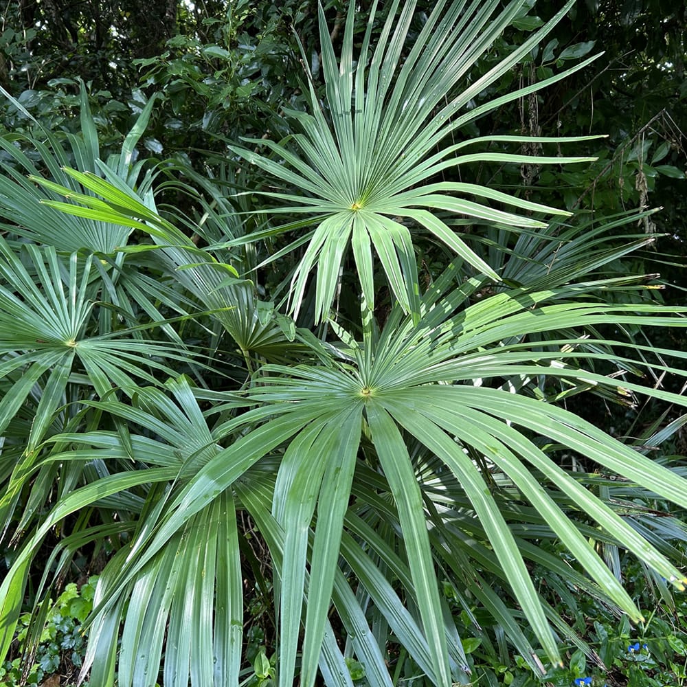 ヤシの木 トウシュロ 6号鉢植え : 苗木部 花ひろばオンライン - 通販