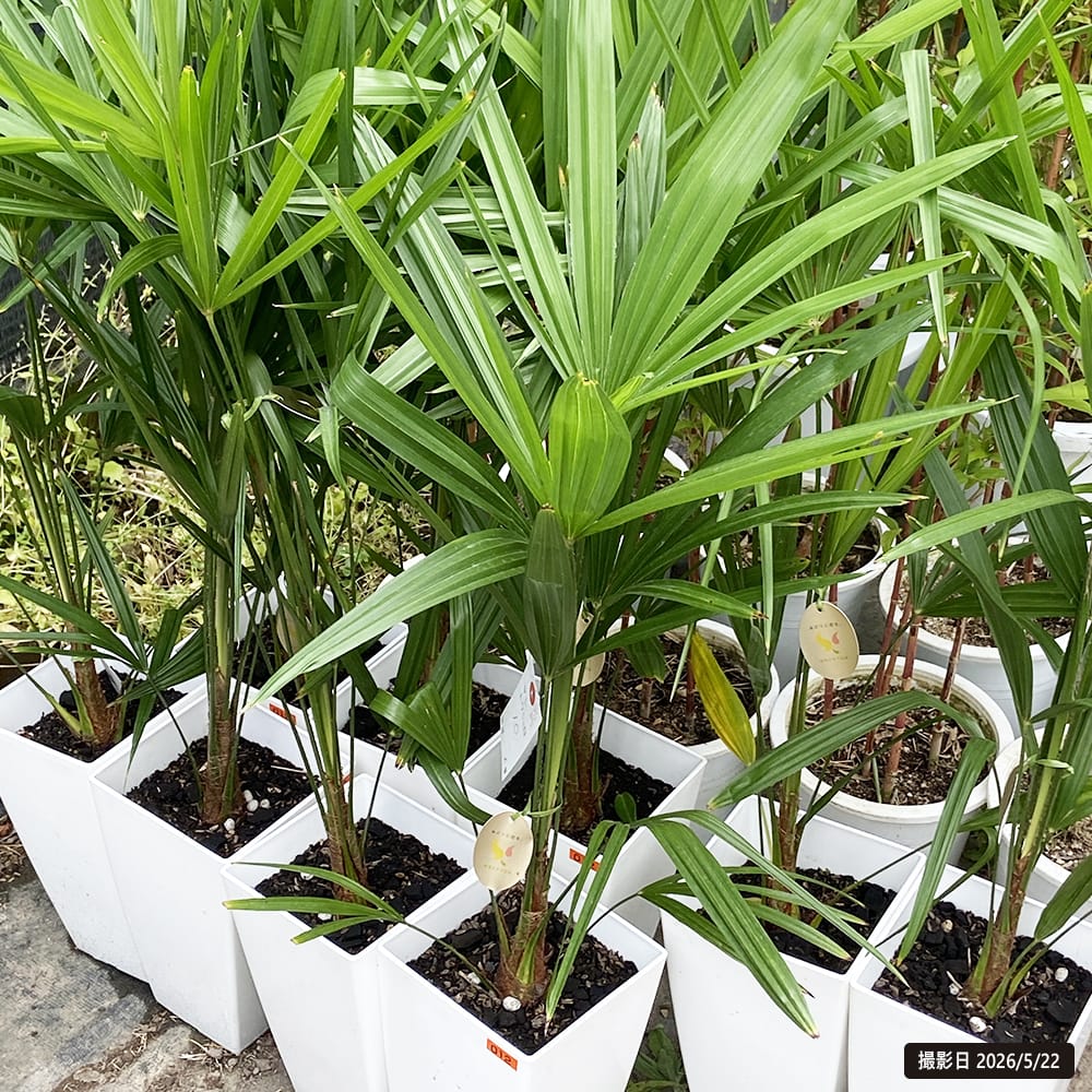 ヤシの木 トウシュロ 鉢植え : 苗木部 花ひろばオンライン - 通販