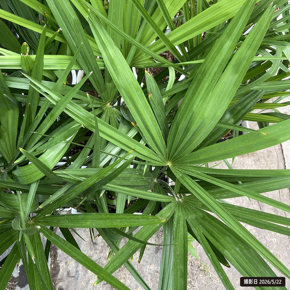 ヤシの木 トウシュロ 鉢植え : 苗木部 花ひろばオンライン - 通販