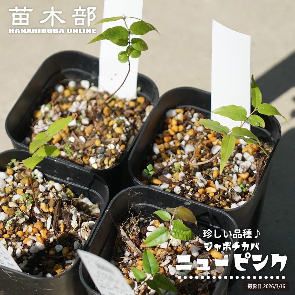 12495544_yukis_0117-01.jpg