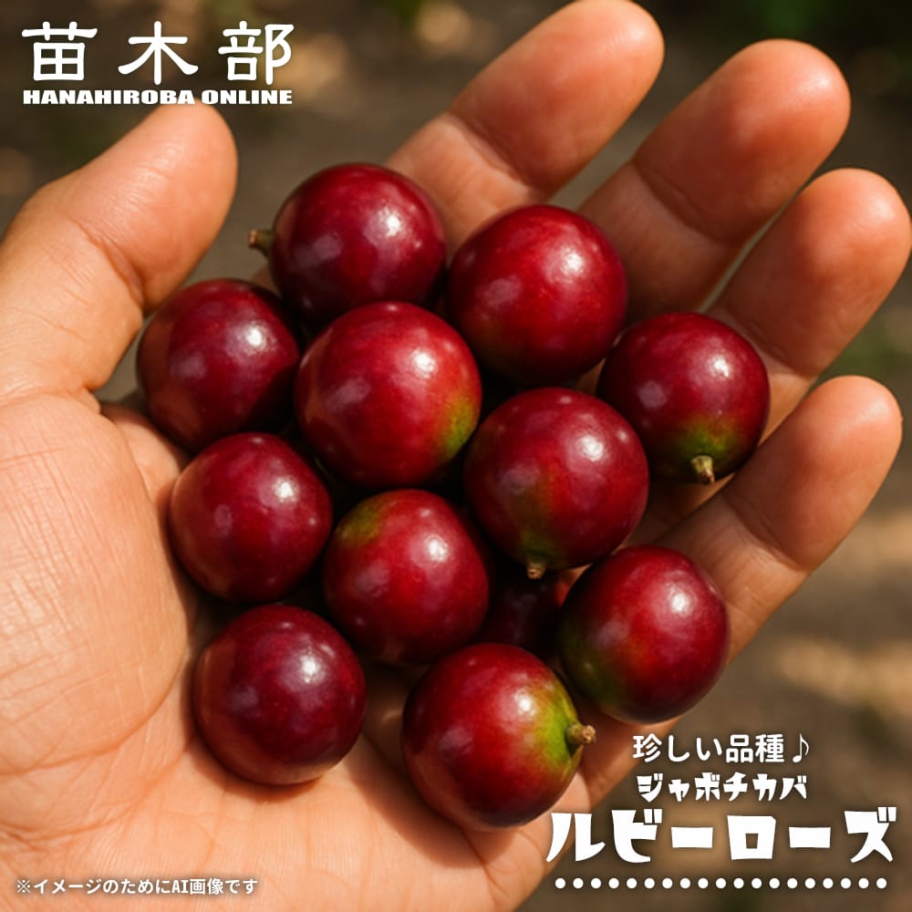 ジャボチカバ ルビーローズ 実生 3号ポット苗 爆買いweek : 苗木部 花