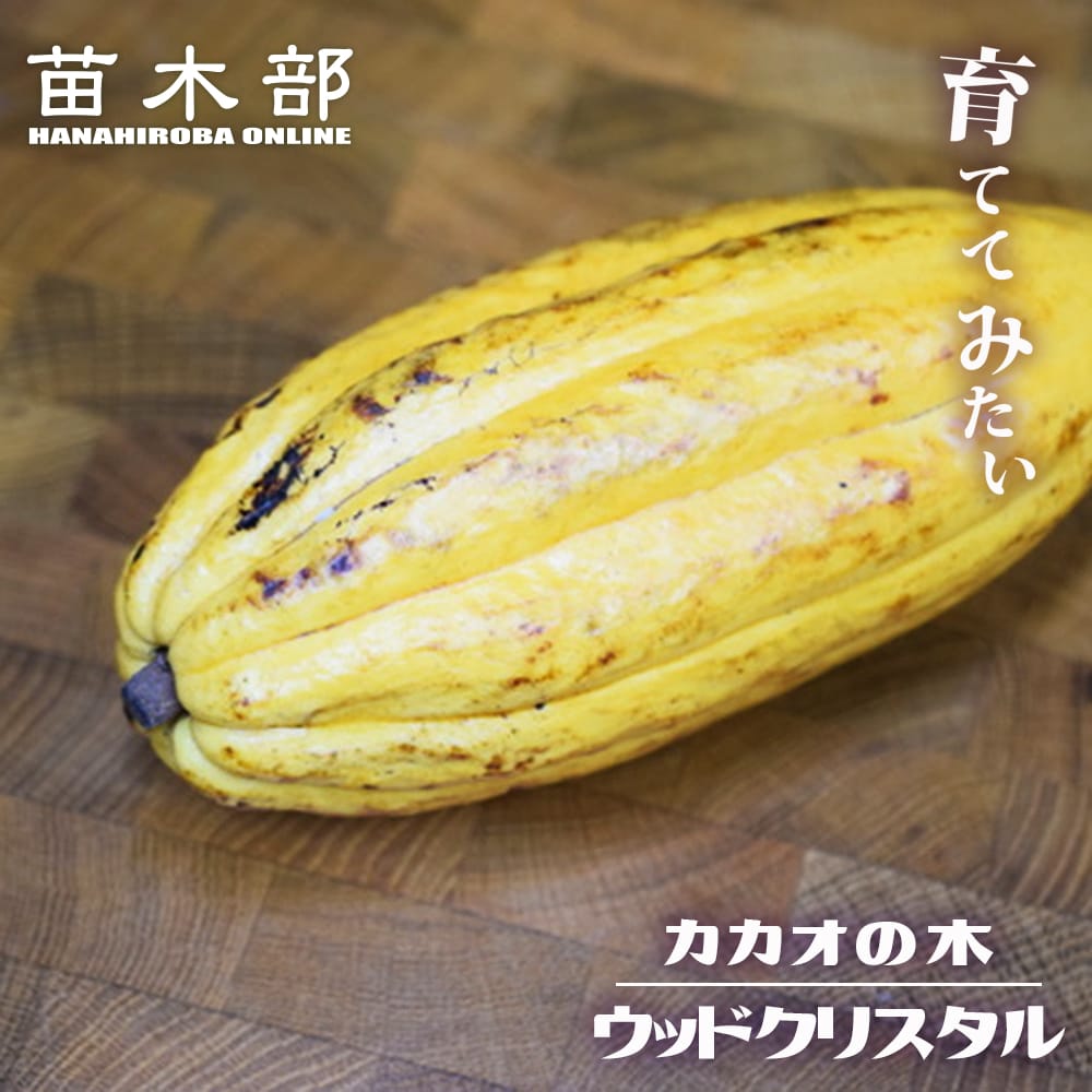 カカオ トリニタリオ種 ウッドクリスタル 実生 3号ポット苗 : 苗木部