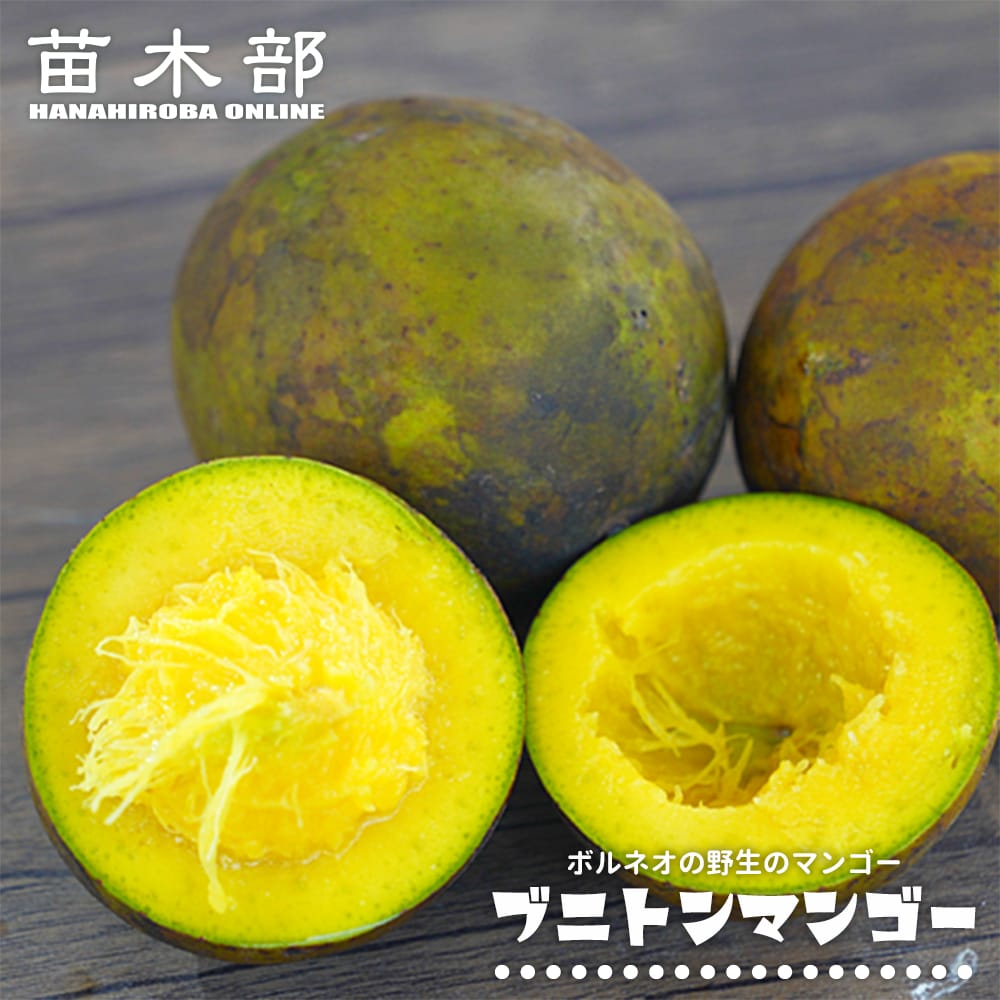 ブニトンマンゴー 実生 3号ポット苗 : 苗木部 花ひろばオンライン