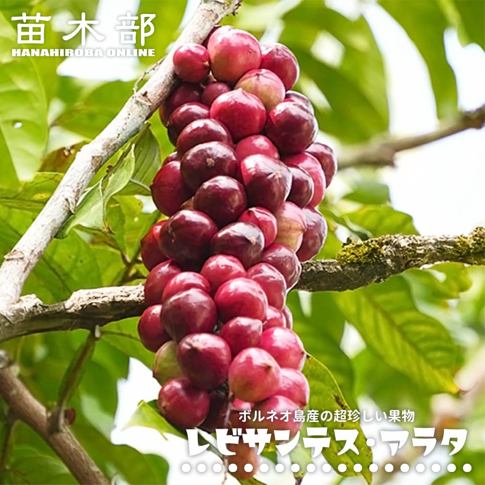 レビサンテス アラタ 実生 3号ポット苗 : 苗木部 花ひろばオンライン