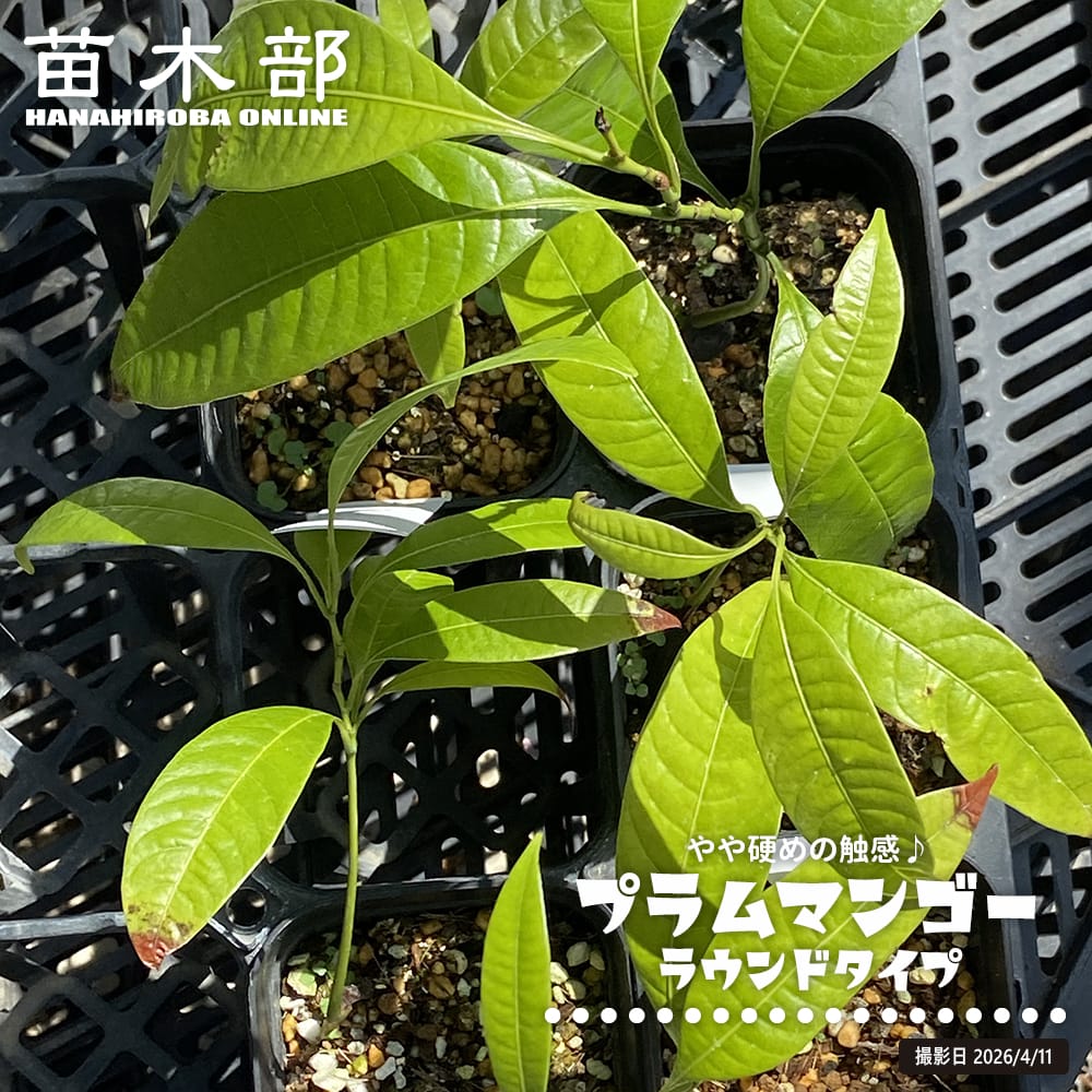 プラムマンゴー ラウンドタイプ 実生 3号ポット苗 : 苗木部 花ひろば 