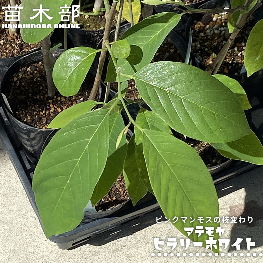 蕾付きアテモヤの木 アテモヤ ヒラリーホワイト 接木 3.5号ポット苗 : 苗木部 花ひろば