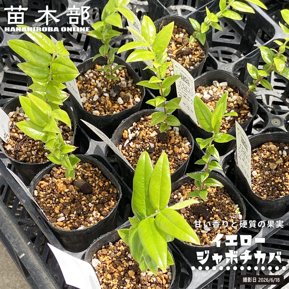 【希少】イエロージャボチカバ『カベルドナ』 熱帯果樹 苗 トロピカルフルーツ イエロージャボチカバ Plinia glazioviana 実生 2号ポット苗 : 苗木部