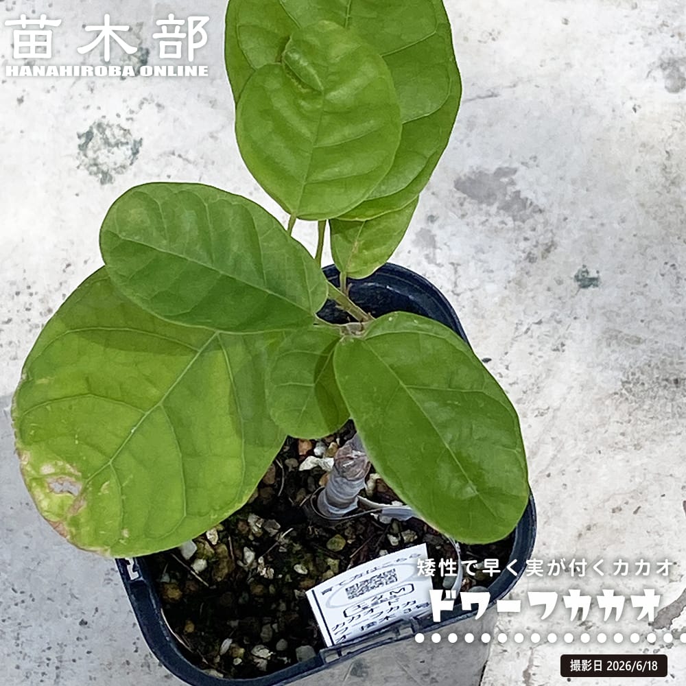 カカオ ドワーフカカオ Theobroma sp. 接木 3号ポット苗 : 苗木部 花