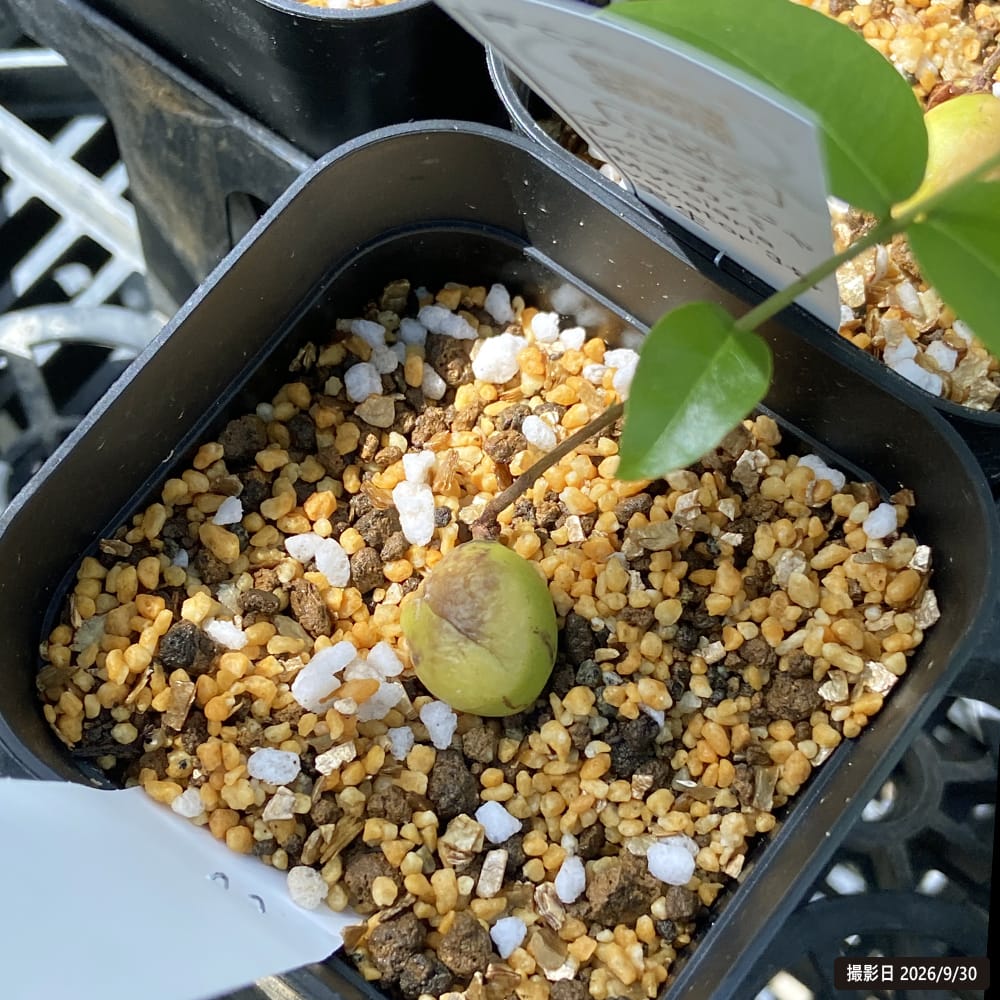 ブルーグレープ・ジャボチカバ Myrciaria vexator 3号 実生 : 苗木部