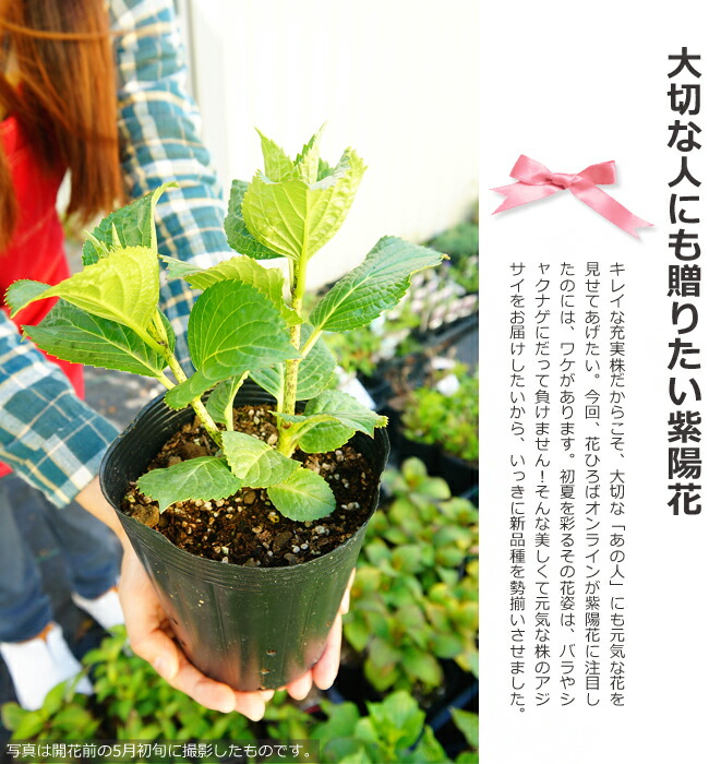 も*子様 【訳あり品】　アジサイ　育成用株　23ポット　紫陽花 も*子様 【訳あり品】 アジサイ 育成用株 23ポット 紫陽花