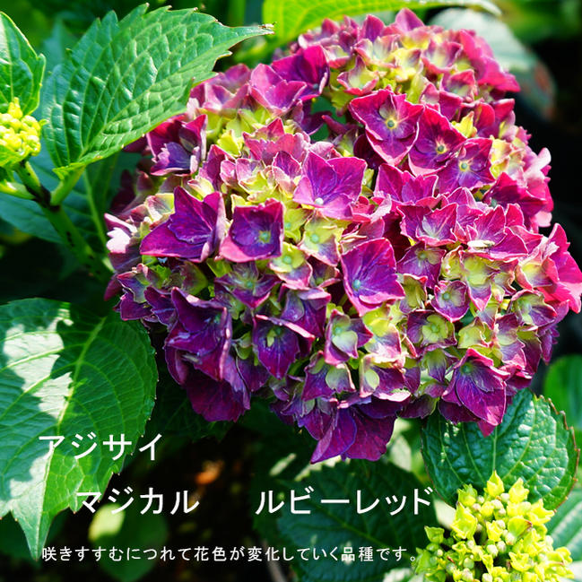 は 希少 輸入紫陽花 ルビークラシックレッド 生花】輸入アジサイ マジカルダークルビー(秋色) クラシック