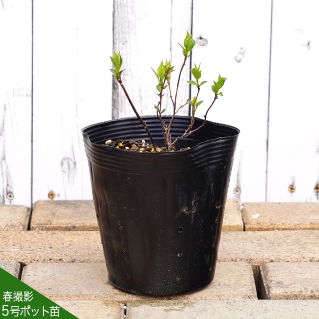 紫陽花 ヤマアジサイ 聖 5号ポット苗 爆買いweek : 苗木部 花ひろば