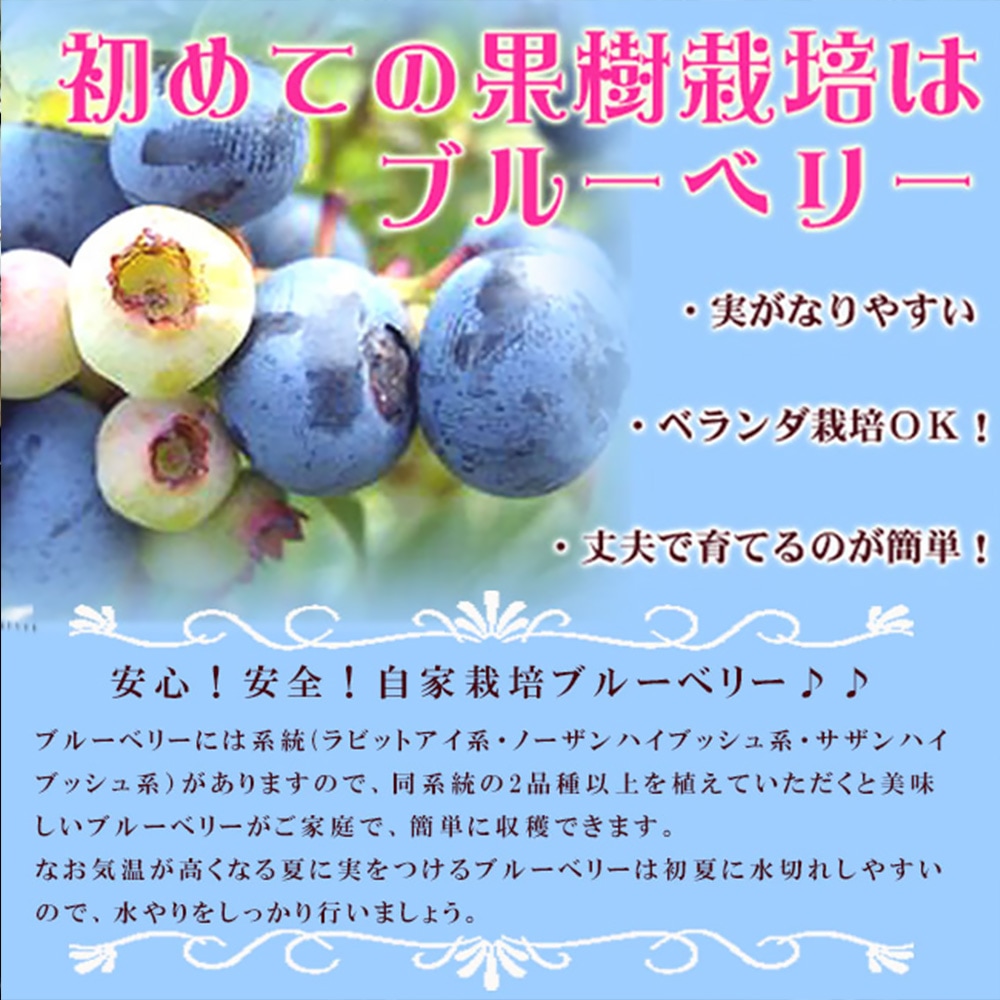 ブルーベリー