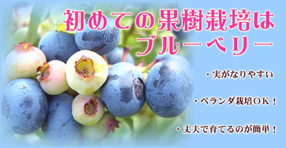 ブルーベリー 受粉用有り 2本組み
