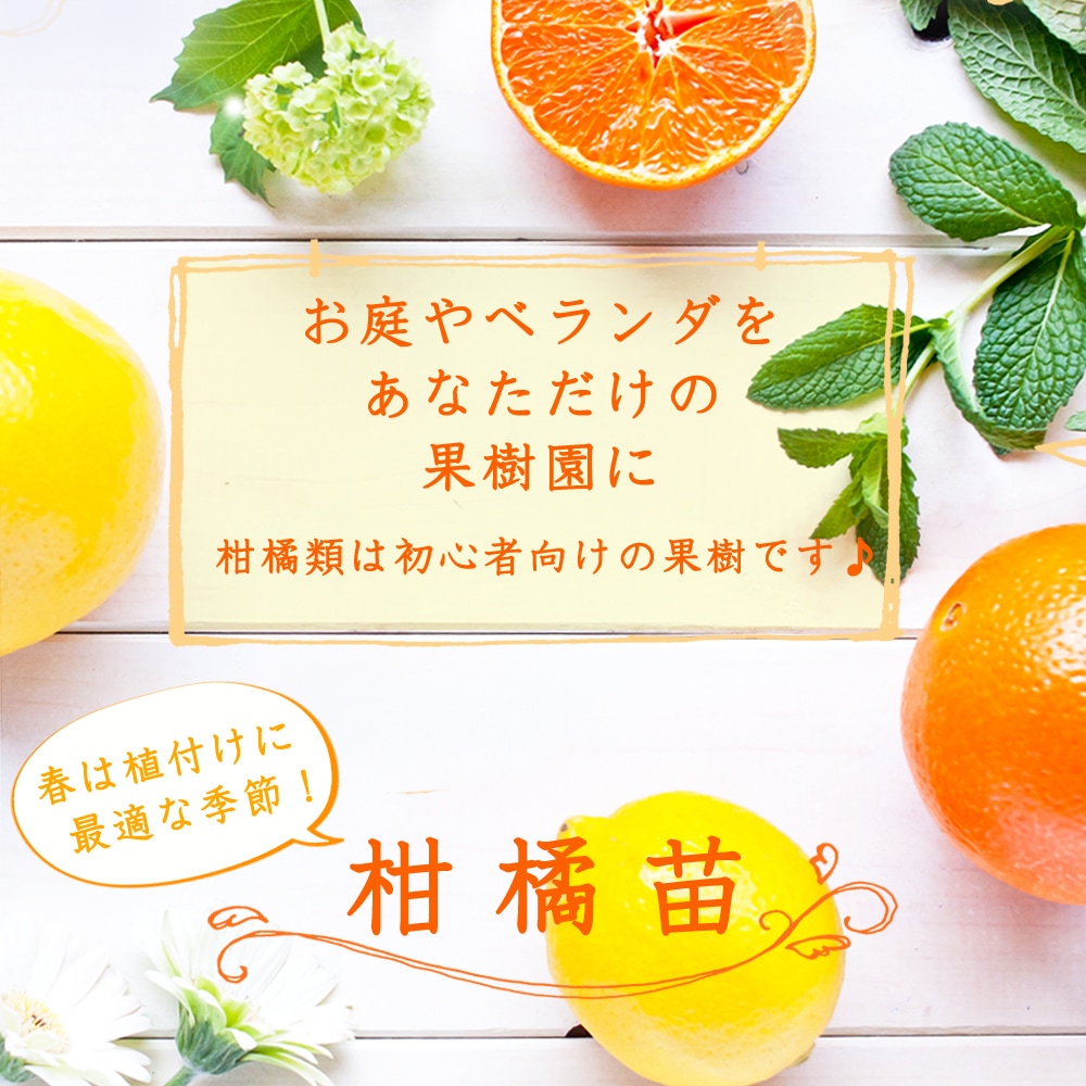 かんきつ