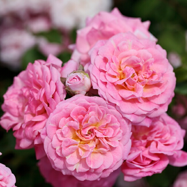 四季咲き修景バラ ドリフトローズ スウィートドリフト 4号ポット苗