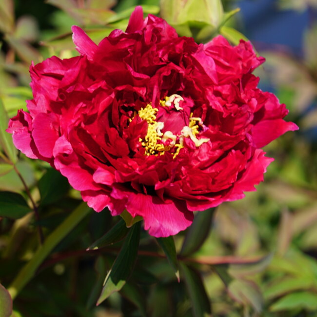 満天紅 （赤系） 牡丹 2年生 6号スリット鉢植え 爆買いweek : 苗木部