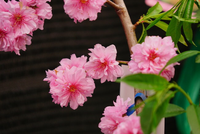 食べられる枝垂れ花桃 ひなのたき 1年生接木苗 登録品種・品種登録 爆