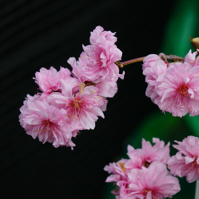 食べられる枝垂れ花桃 ひなのたき 1年生接木苗 登録品種・品種登録 爆