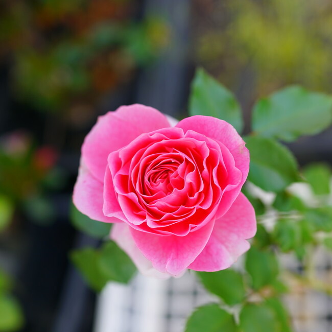 四季咲き半つるバラ アミ ロマンティカ 2年生大苗 : 苗木部 花ひろば