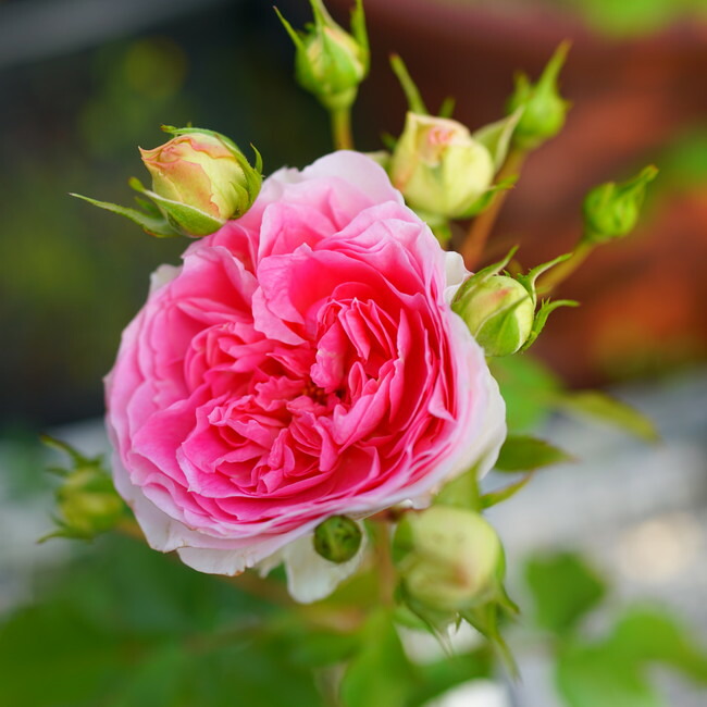 ミミ様確認用 バラ 苗 ミミ様確認用 バラ 苗