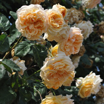 bara_hana_apricot1106.jpg