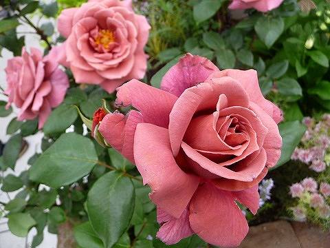 バラ苗 つるブラックティー 大苗 つるバラ 茶色 Rose Cl Tsuruburakku 苗木部 花ひろばオンライン 通販 Yahoo ショッピング