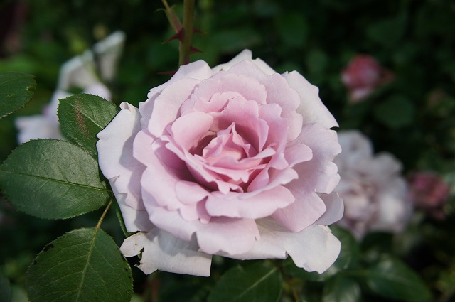 バラ苗 ローズシナクティフ ローズシネルジック 大輪 デルバール 大苗 6号ポット 四季咲き 薄紫色 強香 強健 Rose Del Emo Syonburu 2 苗木部 花ひろばオンライン 通販 Yahoo ショッピング