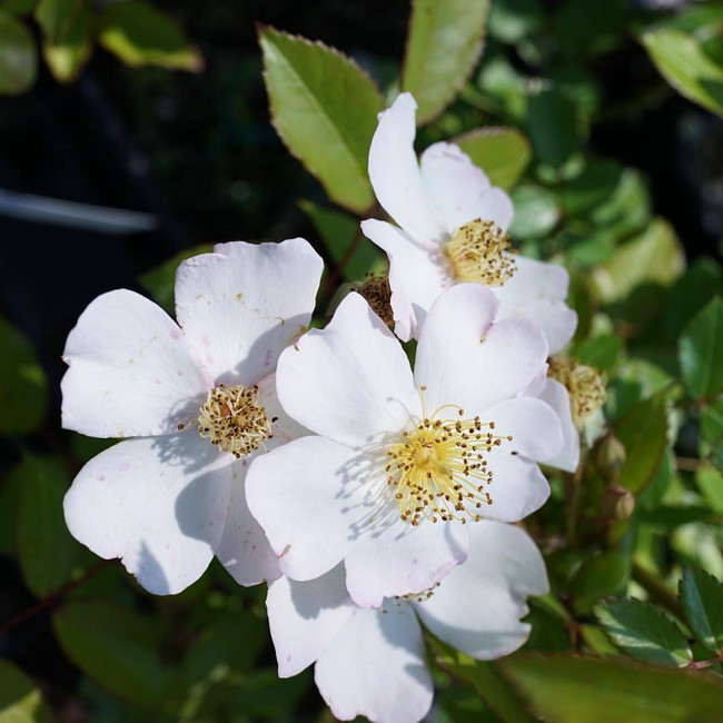 セルジュ・ラシス　白馬と窓辺の薔薇 セルジュ・ラシス 白馬と窓辺の薔薇 - メルカリ