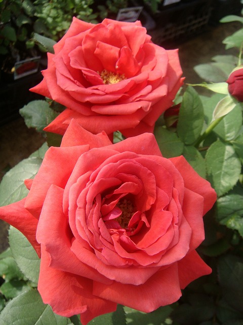 バラ苗　四季咲き　トゲ少ない　まるでブーケのよう　薔薇苗 バラ苗 四季咲き トゲ少ない まるでブーケのよう 薔薇苗 - メルカリ