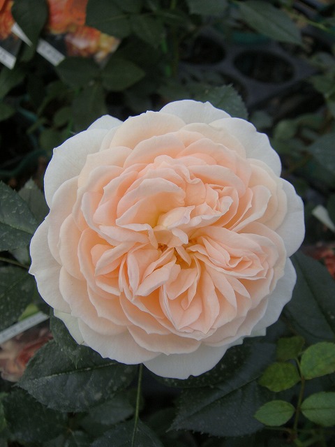 四季咲きバラ苗 ガーデンオブローゼズ ２年生大苗 : rose-cl-ga 