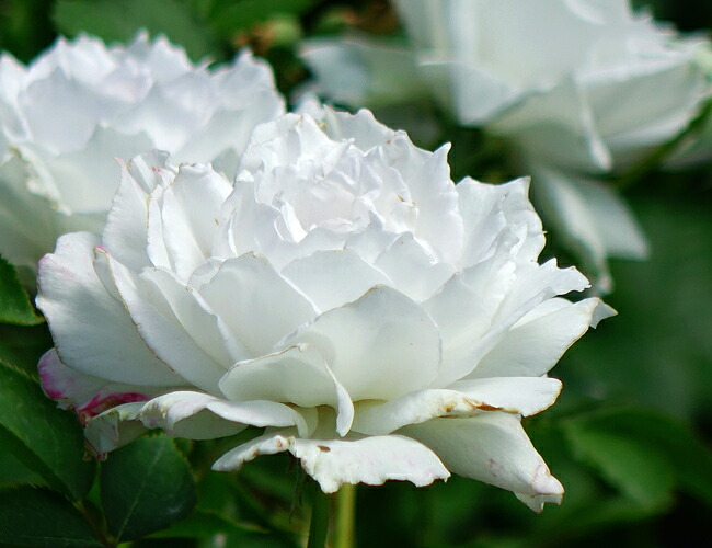 四季咲き強香バラ苗 ガブリエル 2年生大苗 : 苗木部 花ひろば