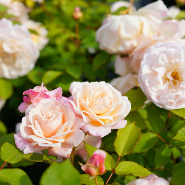 四季咲きバラ苗 グルスアンアーヘン 2年生大苗 : 苗木部 花ひろば