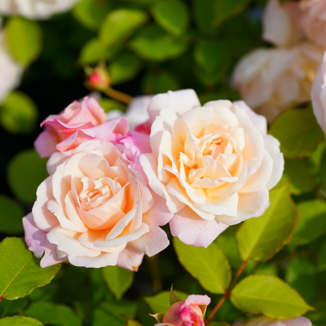 四季咲きバラ苗 グルスアンアーヘン 2年生大苗 : 苗木部 花ひろば