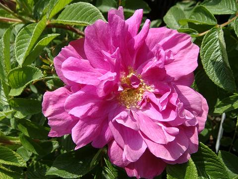 ハリ坊のママ　バラ苗 バラ苗【中苗】ハッピーマザーズデー【ピンクマザーズデー】 国産苗 6