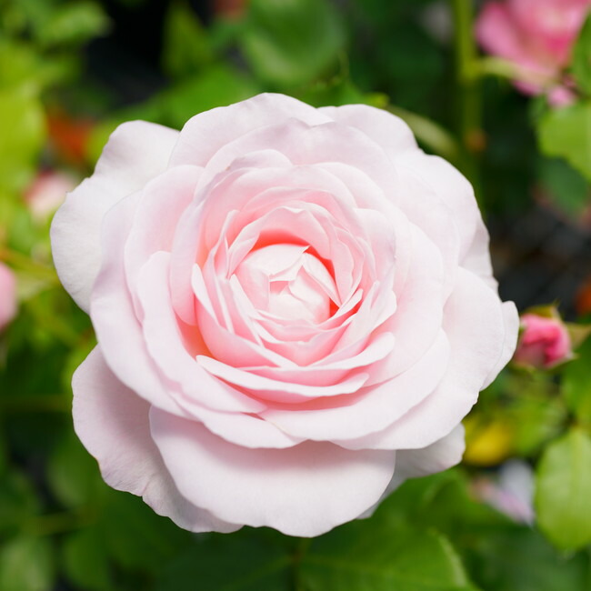 バラ苗 花ぼんぼり 6号ポット大苗 Rose Fl Hanabonbori 苗木部 花ひろばオンライン 通販 Yahoo ショッピング