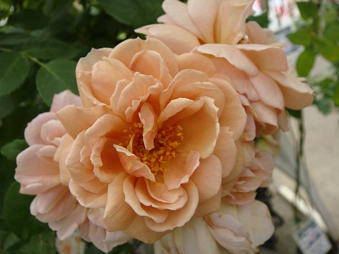 四季咲きバラ苗 カフェ 2年生大苗 6号ポット 爆買いweek : 苗木部 花
