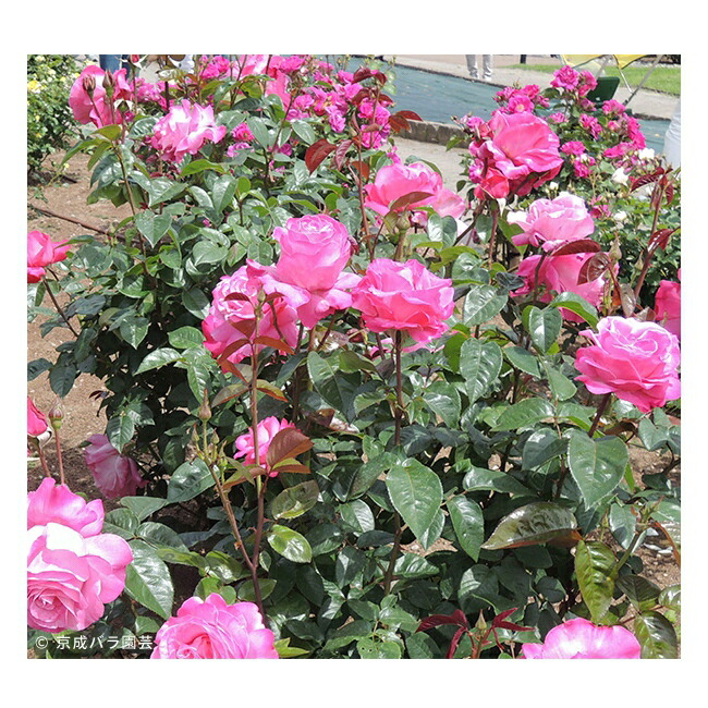 四季咲き強香バラ苗 恋結び 2年生大苗 爆買 : 苗木部 花ひろば