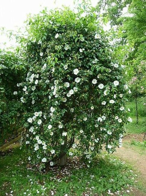 つるバラ ナニワイバラ オールドローズ 1年生新苗 Rose Old Naniwaibara 1 苗木部 花ひろばオンライン 通販 Yahoo ショッピング