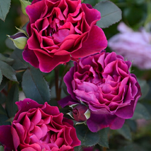 四季咲き強香つるバラ オデュッセイア 3年生長尺1 5m苗 登録品種 品種登録 Rose Oduseia N 苗木部 花ひろばオンライン 通販 Yahoo ショッピング