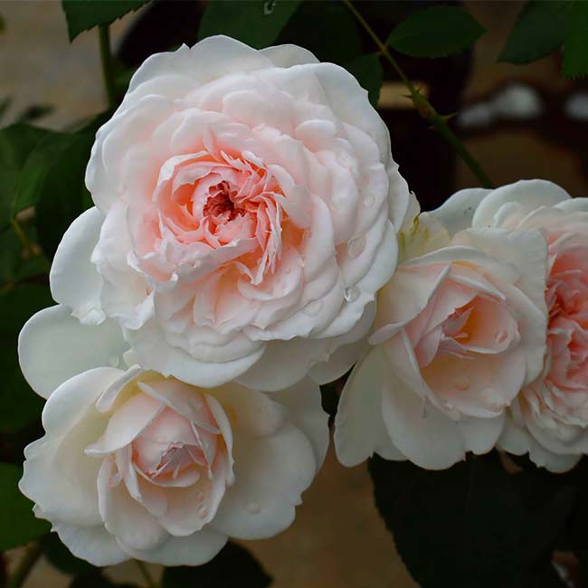 四季咲き強香バラ苗 プリンセスヴェール 2年生大苗 6号ポット : rose 