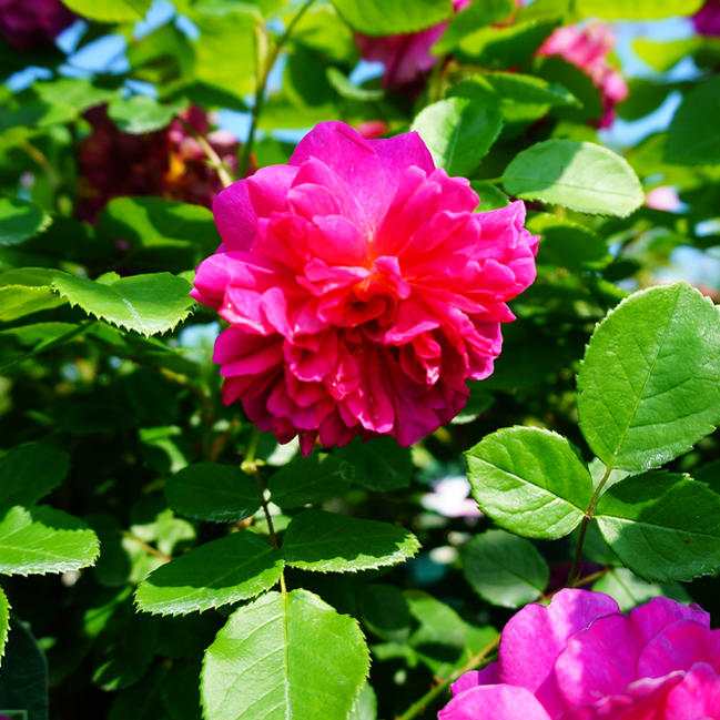 四季咲きバラ苗 プリンセス アン 2年生大苗 イングリッシュローズ