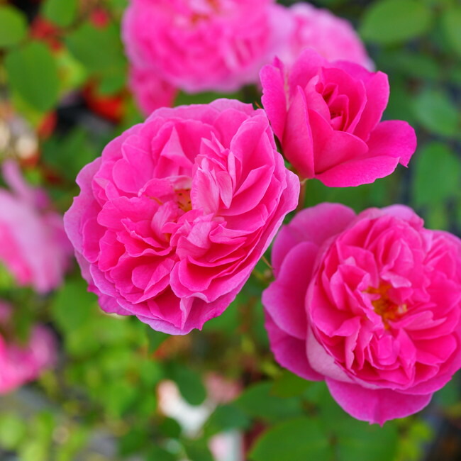 四季咲きバラ苗 ラファエル 2年生大苗 登録品種・品種登録 : 苗木部 花