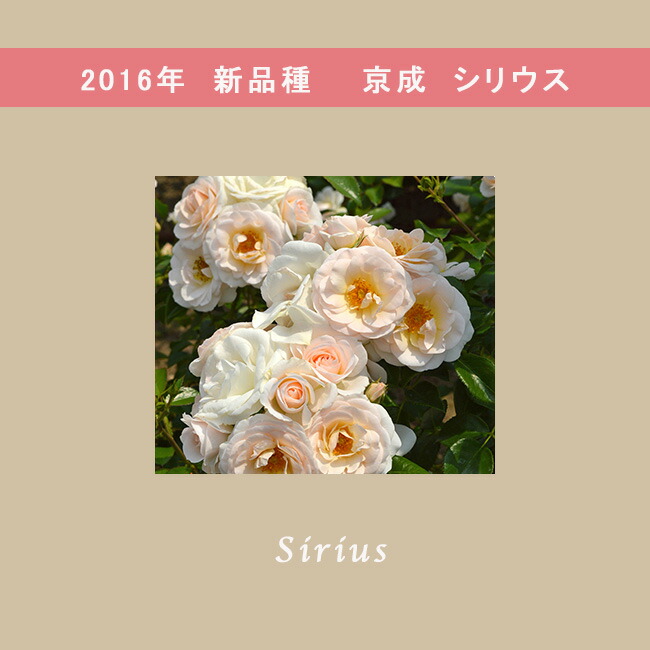 つるバラ シリウス 3年生長尺1.5m苗 登録品種・品種登録 大型宅配便